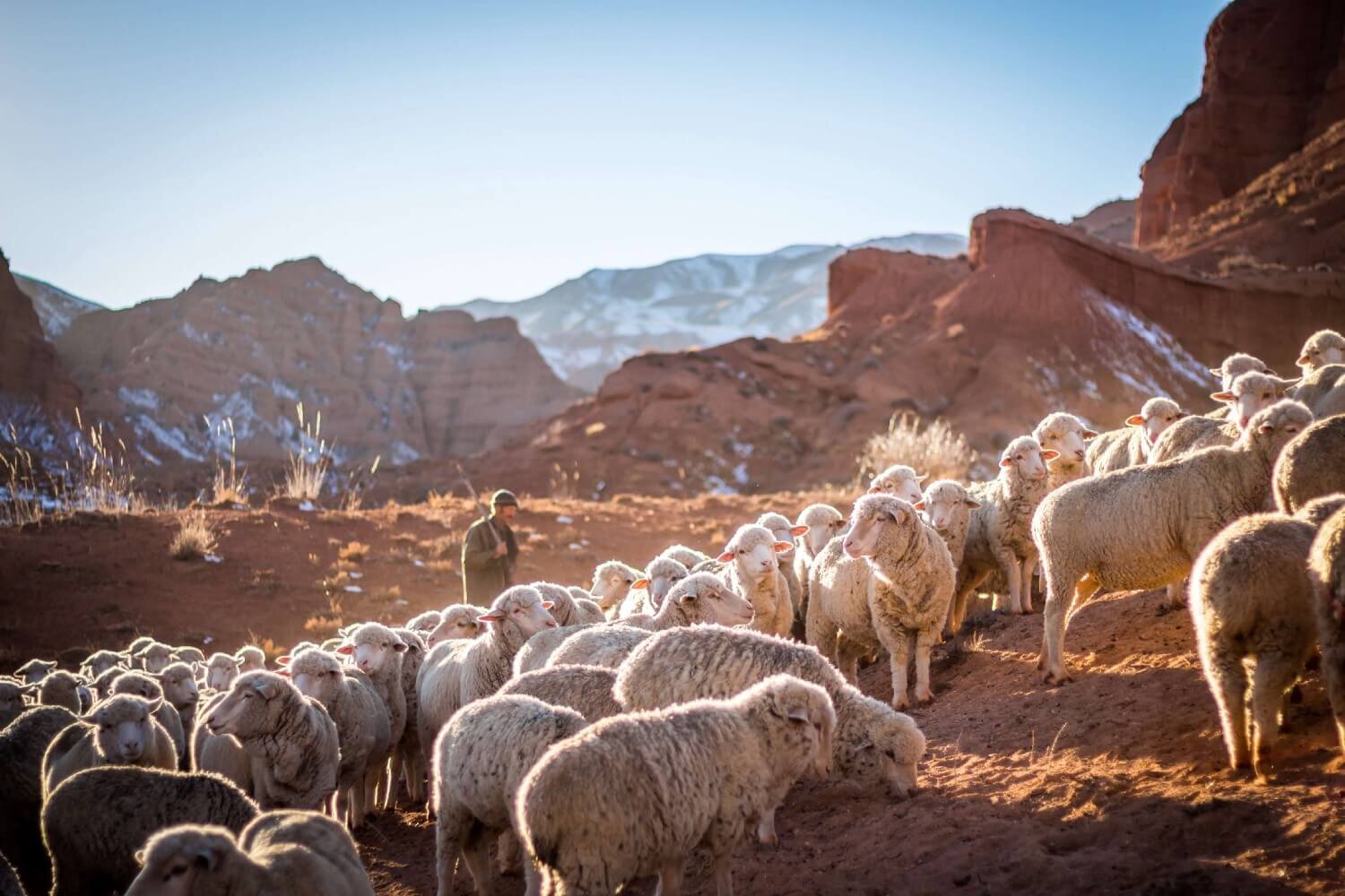 Confessions of a Shepherd to the Good Shepherd