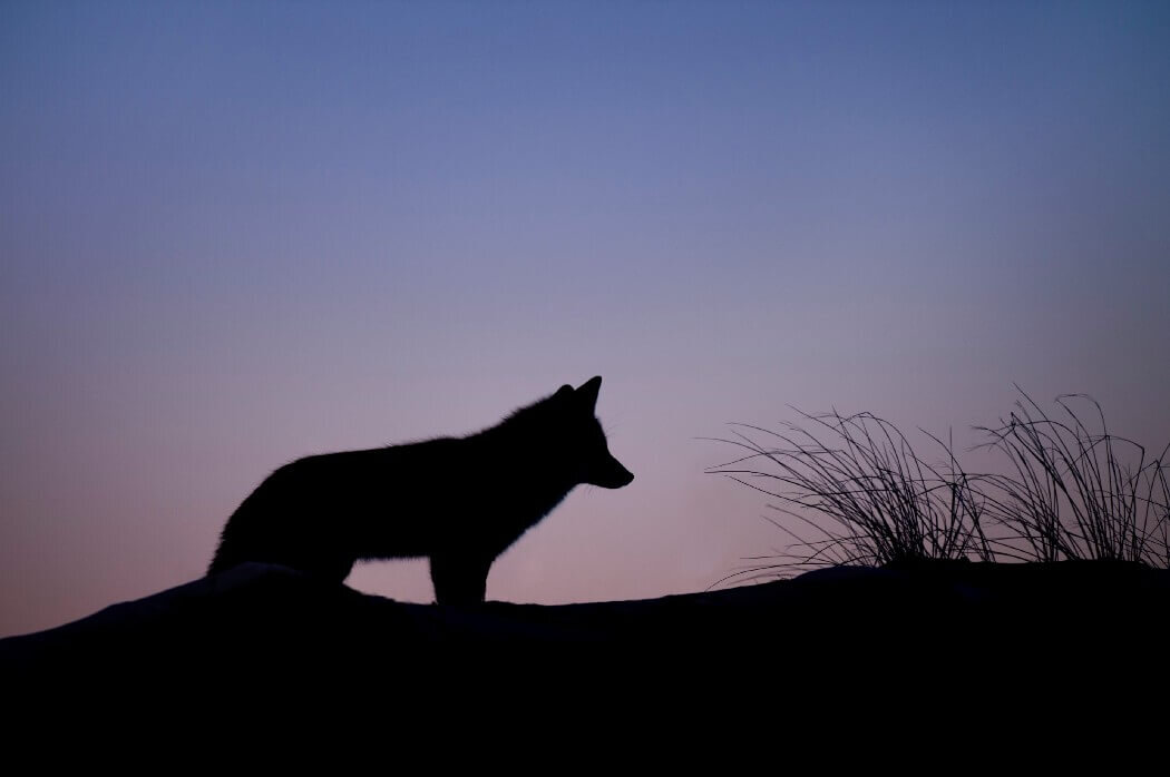 Back when I was a lone wolf